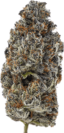 Gelato 41
